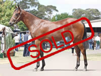 GENERAL NEDIYM/DANWOOD FILLY
